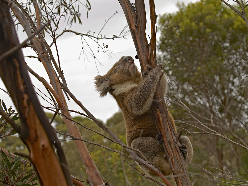 Kangaroo Island, Koala